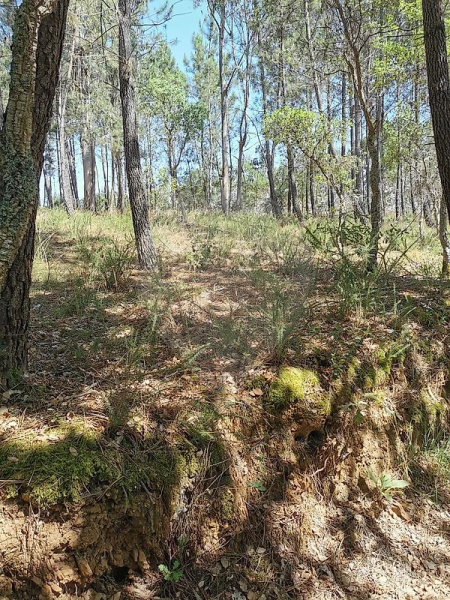 Terreno para Venda em Poiares (Santo Andre) Foto 2