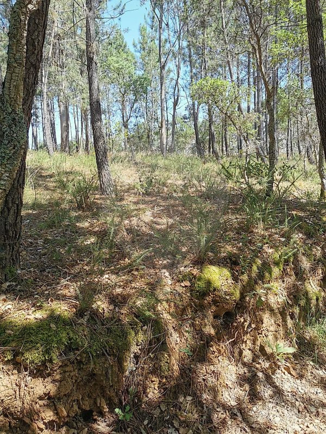 Terreno para Venda em Poiares (Santo Andre) Foto 2