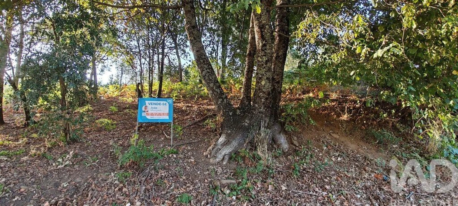Terreno para Venda em Castanheira de Pêra e Coentral Foto 17