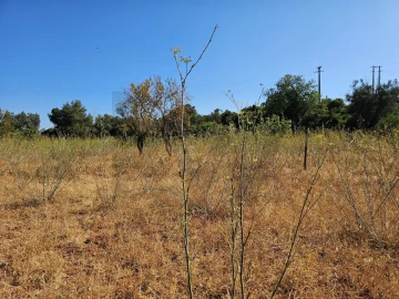Terreno para Venda em Loule (São Clemente)