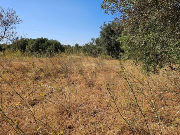 Terreno para Venda em Loule (São Clemente)