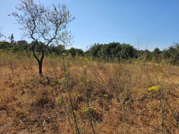 Terreno para Venda em Loule (São Clemente)