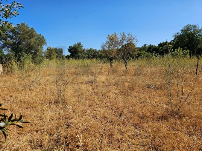 Terreno para Venda em Loule (São Clemente) Foto 13