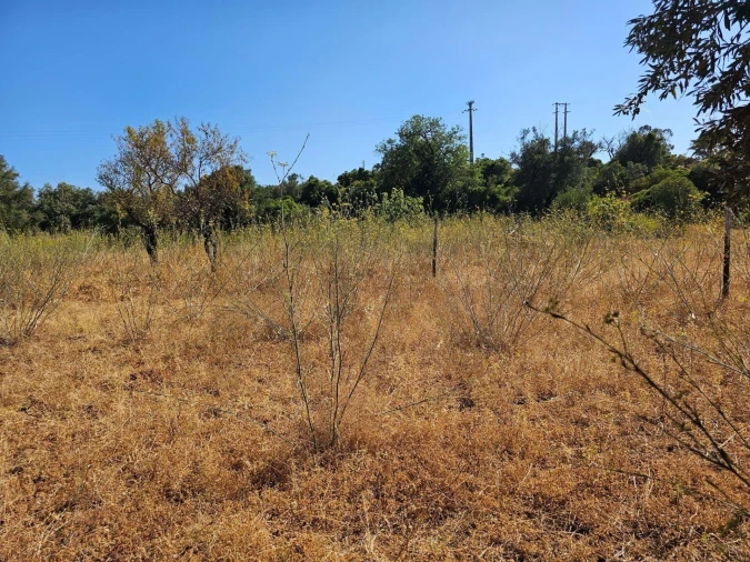Terreno para Venda em Loule (São Clemente) Foto 15