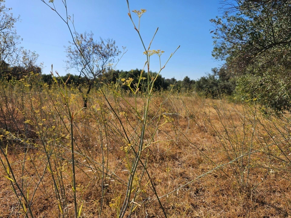 Terreno para Venda em Loule (São Clemente) Foto 19