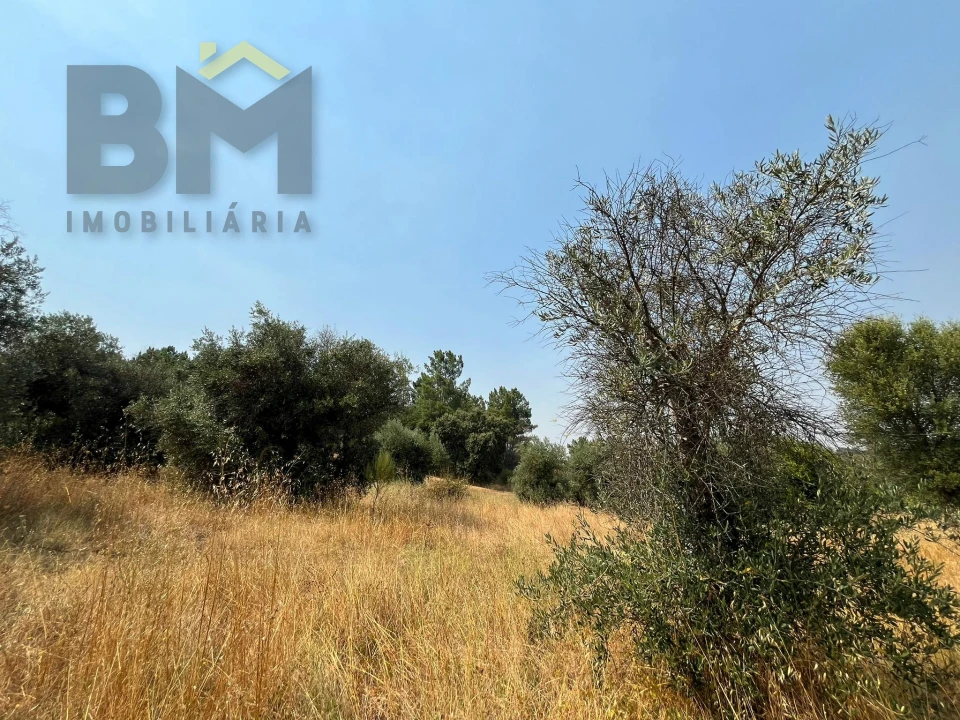 Terreno Agricola ou Rústico para Venda em Salgueiro do Campo Foto 9