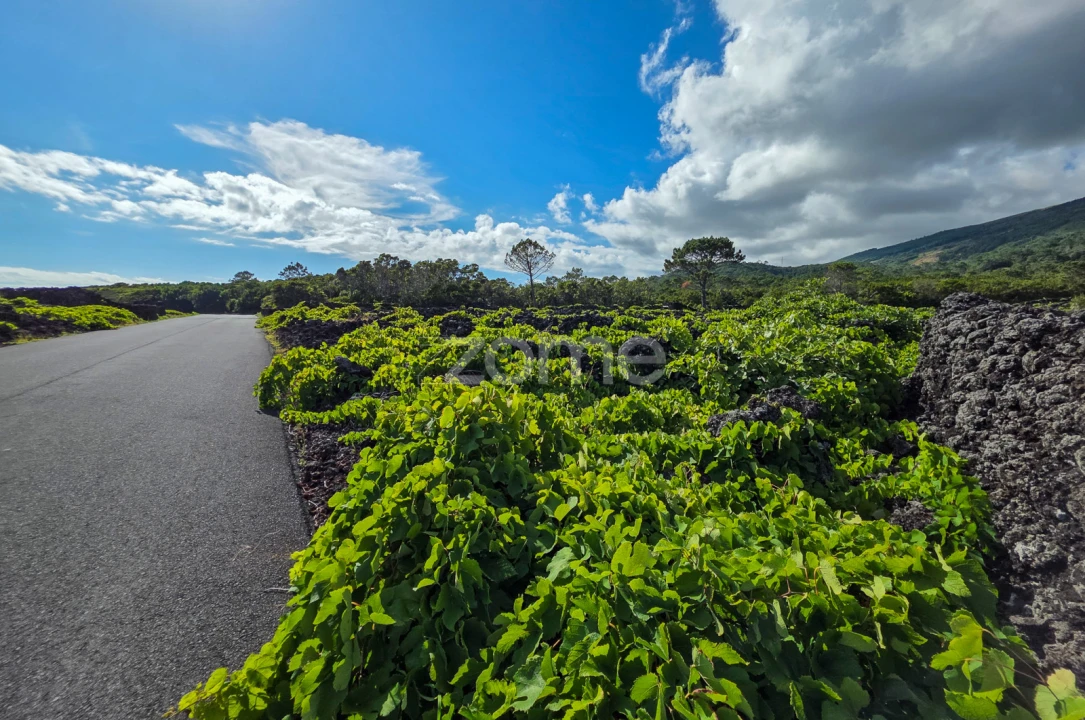 Terreno para Venda em São Caetano Foto 8