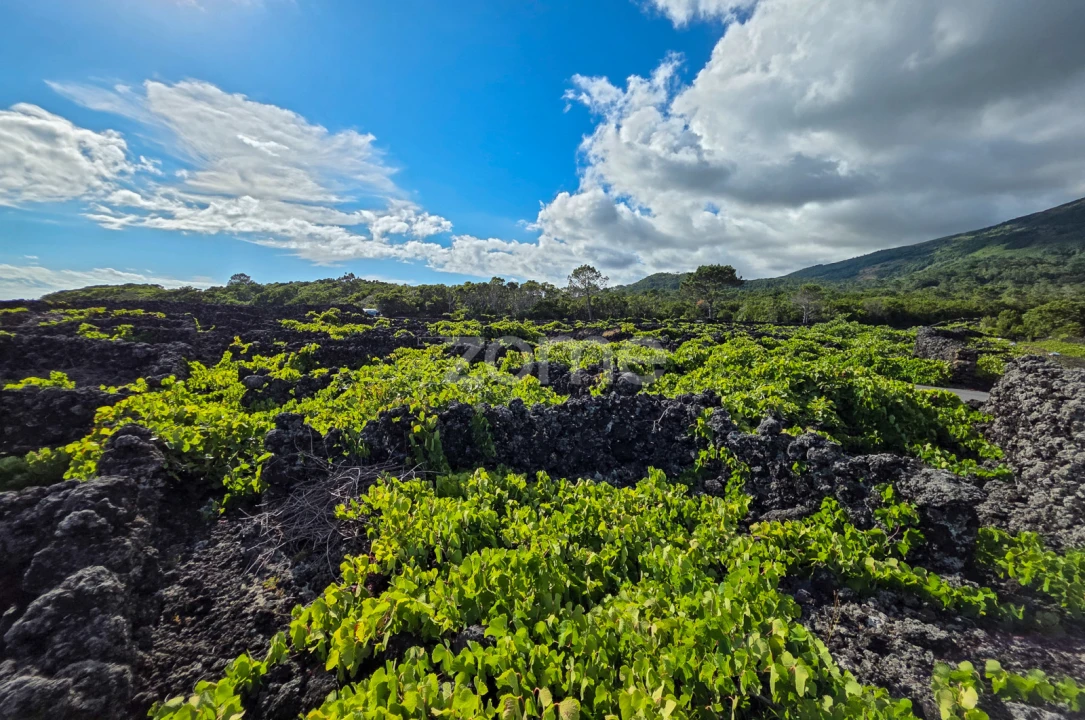 Terreno para Venda em São Caetano Foto 10