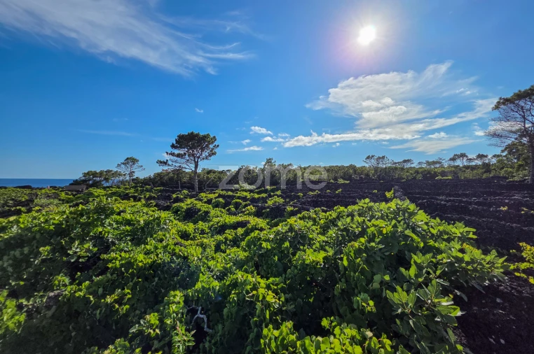 Terreno para Venda em São Caetano Foto 11