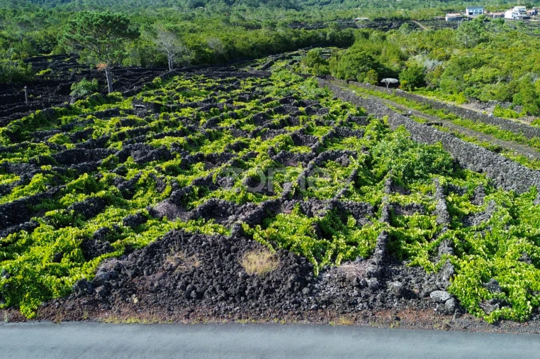 Terreno para Venda em São Caetano Foto 15