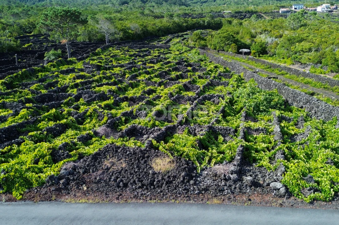 Terreno para Venda em São Caetano Foto 15