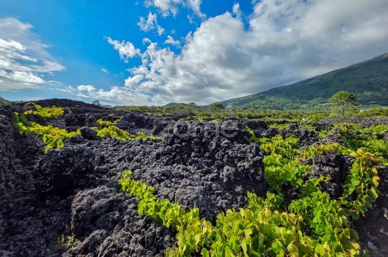 Terreno para Venda em São Caetano Foto 9