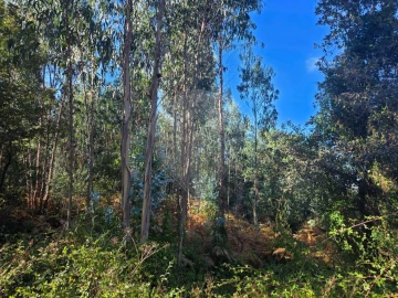 Terreno para Venda em Almargem do Bispo, Pêro Pinheiro e Montelavar