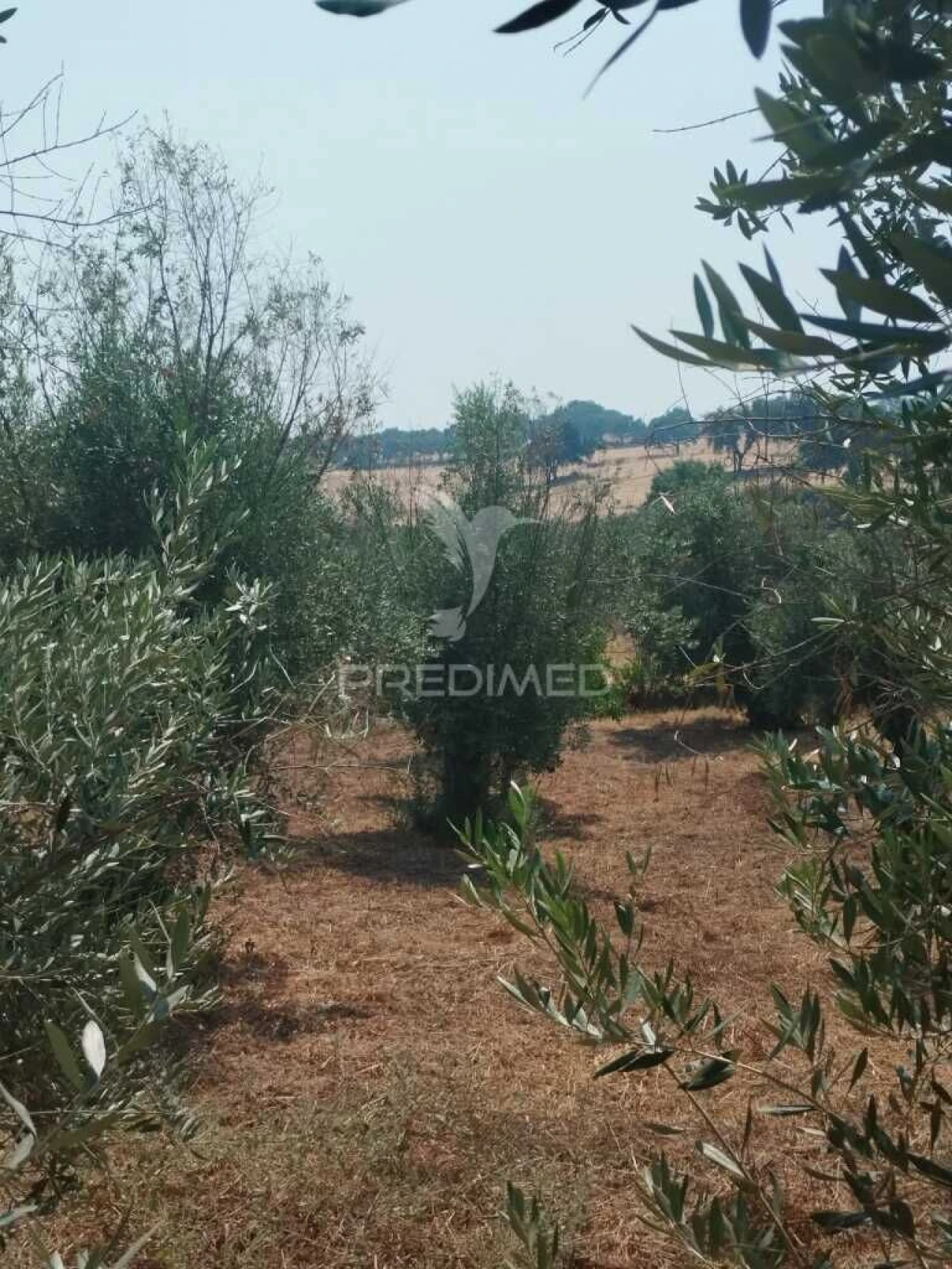 Terreno para Venda em Urra Foto 2