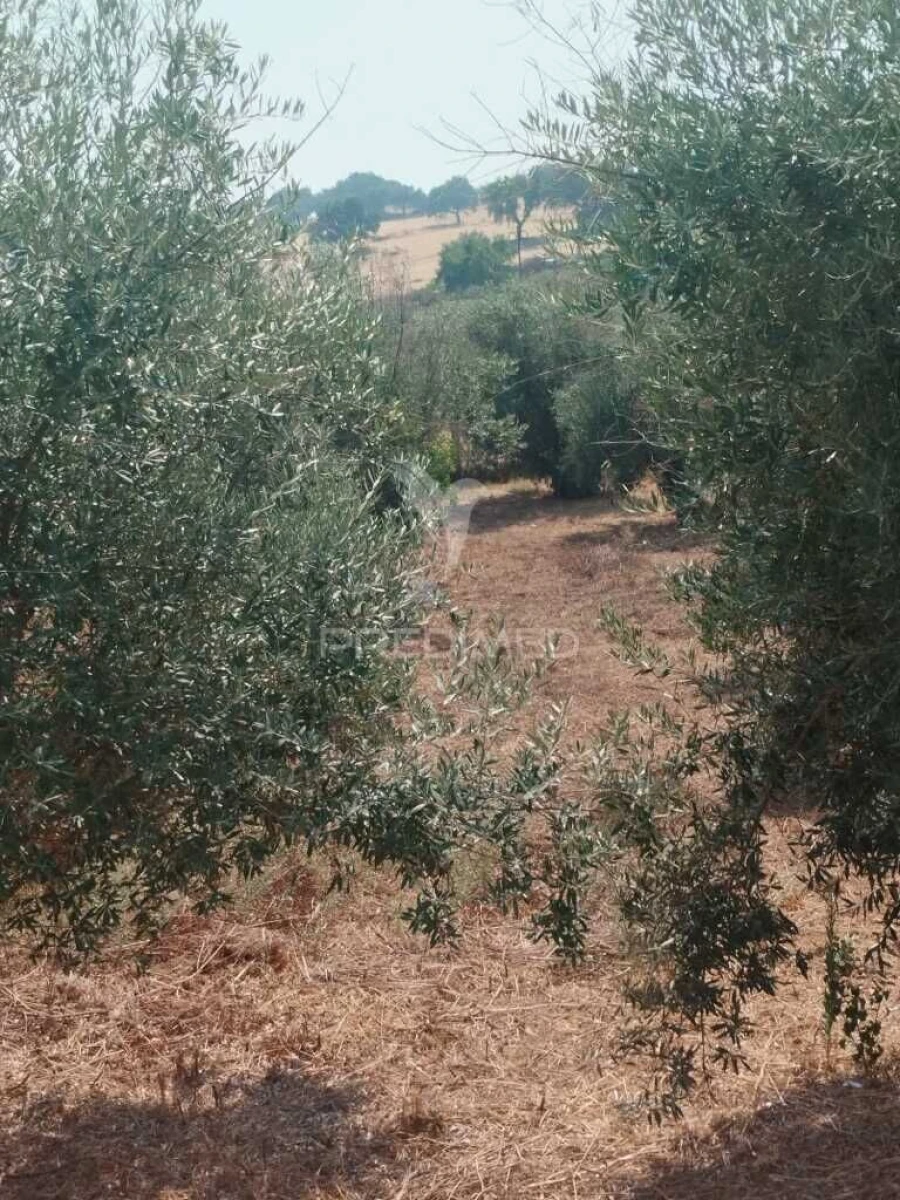 Terreno para Venda em Urra Foto 5