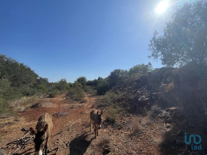 Terreno para Venda em Silves Foto 4
