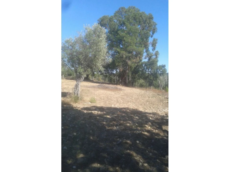 Terreno Agricola ou Rústico para Venda em Foros de Arrão Foto 3