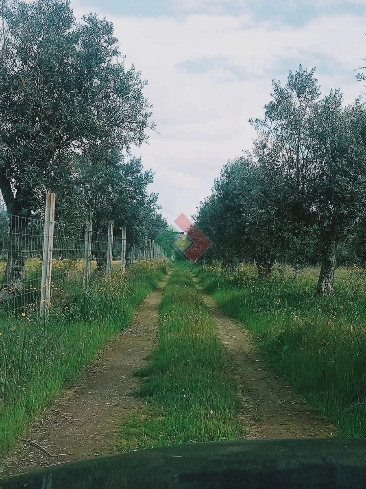 Terreno Agricola ou Rústico para Venda em Foros de Arrão Foto 17