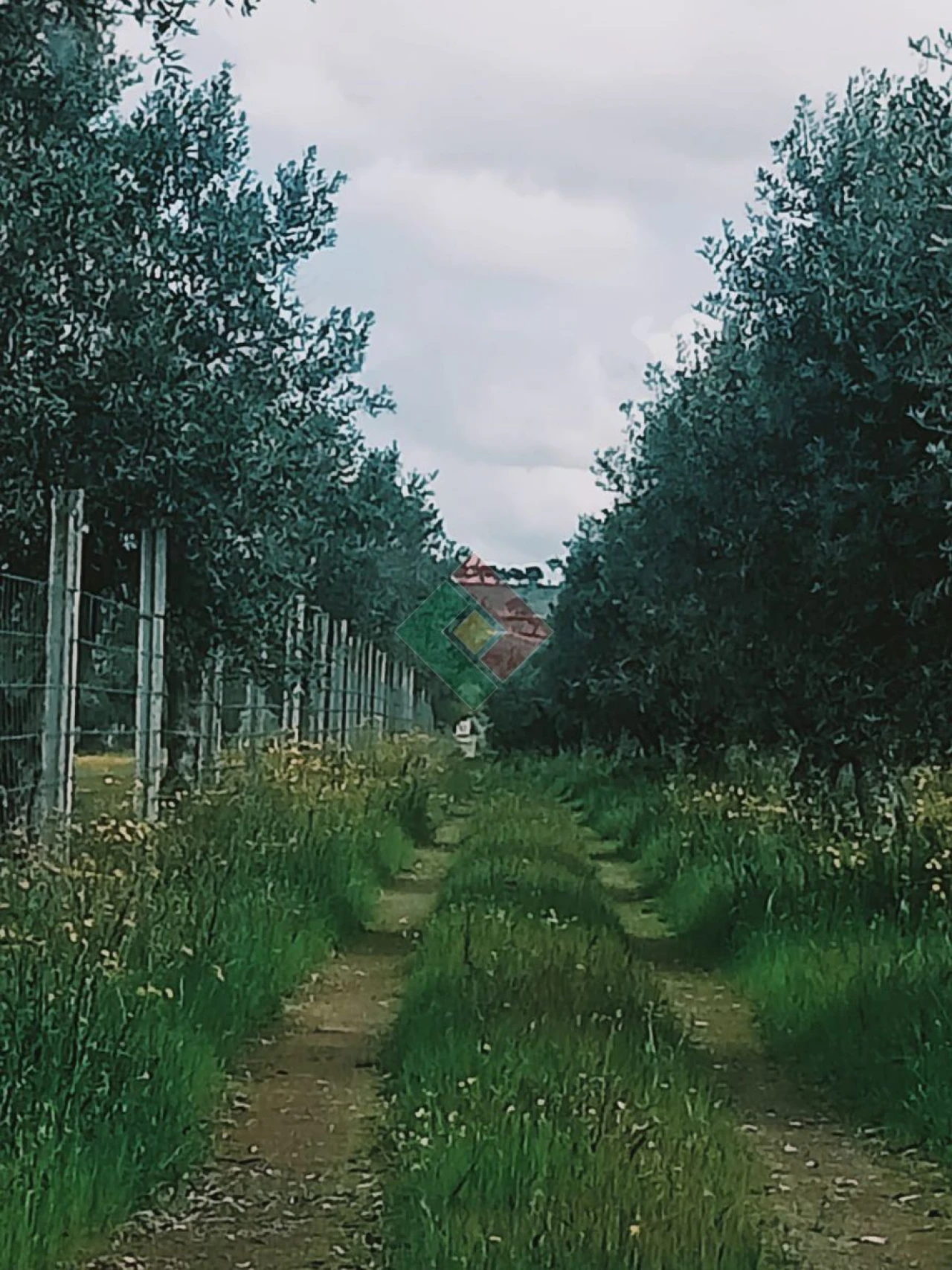 Terreno Agricola ou Rústico para Venda em Foros de Arrão Foto 22