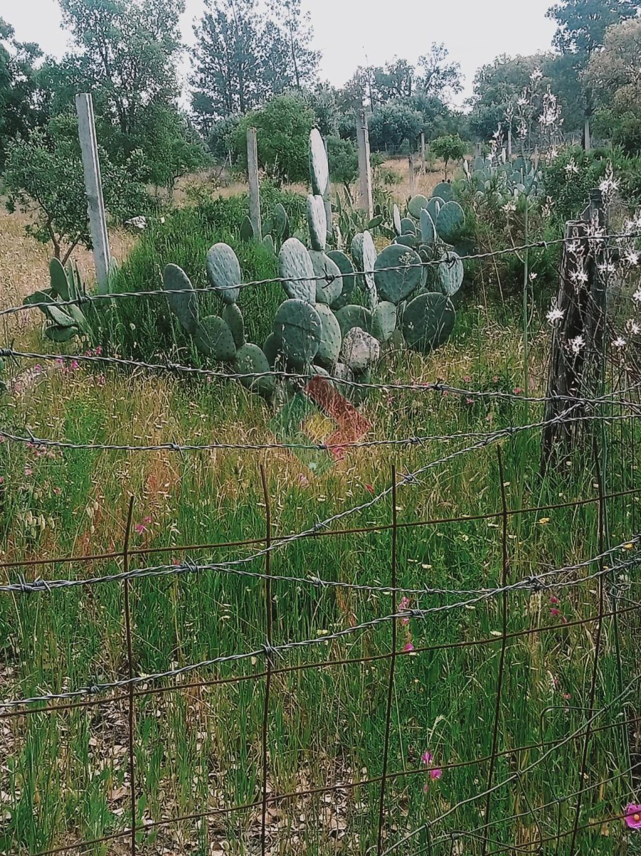Terreno Agricola ou Rústico para Venda em Foros de Arrão Foto 26