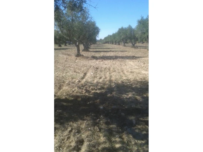 Terreno Agricola ou Rústico para Venda em Foros de Arrão Foto 5