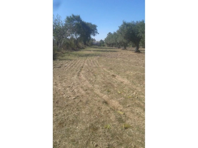 Terreno Agricola ou Rústico para Venda em Foros de Arrão Foto 6