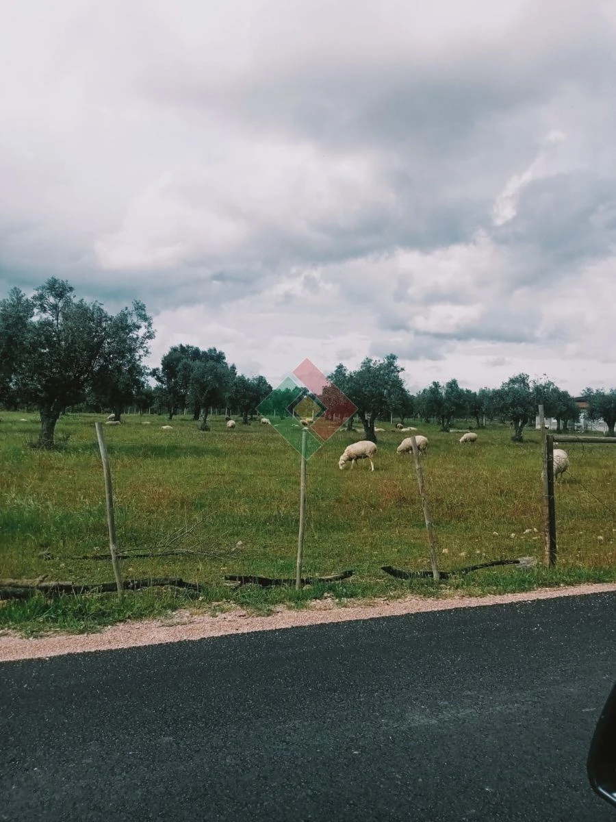 Terreno Agricola ou Rústico para Venda em Foros de Arrão Foto 18