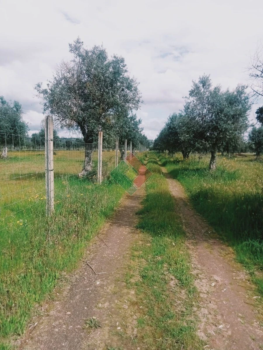 Terreno Agricola ou Rústico para Venda em Foros de Arrão Foto 19