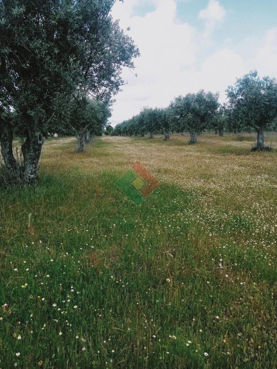 Terreno Agricola ou Rústico para Venda em Foros de Arrão Foto 28