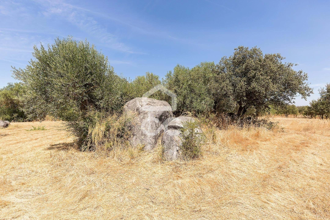 Quinta T4 para Venda em Reguengos de Monsaraz Foto 50