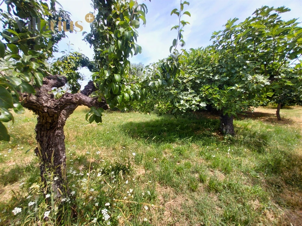 Moradia T2 para Venda em Madalena e Beselga Foto 29