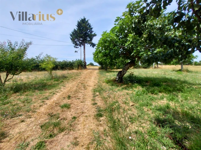 Moradia T2 para Venda em Madalena e Beselga Foto 30