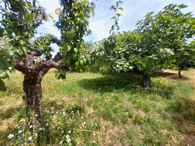 Moradia T2 para Venda em Madalena e Beselga Foto 29