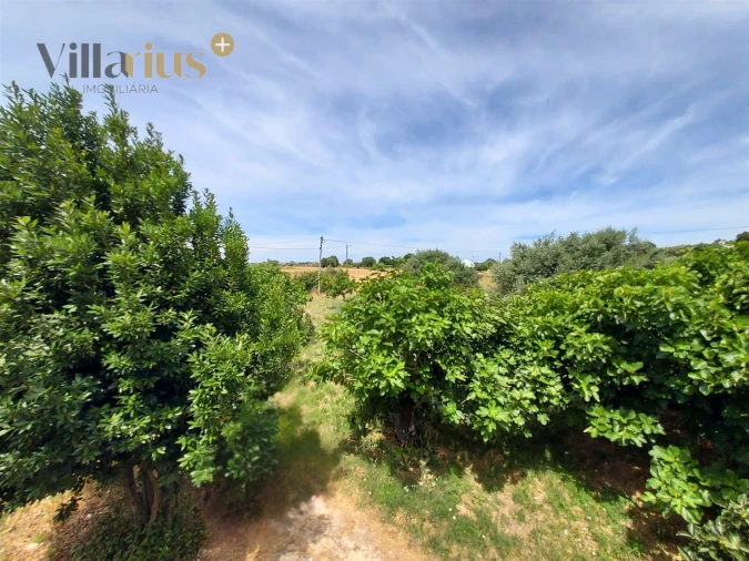 Moradia T2 para Venda em Madalena e Beselga Foto 31