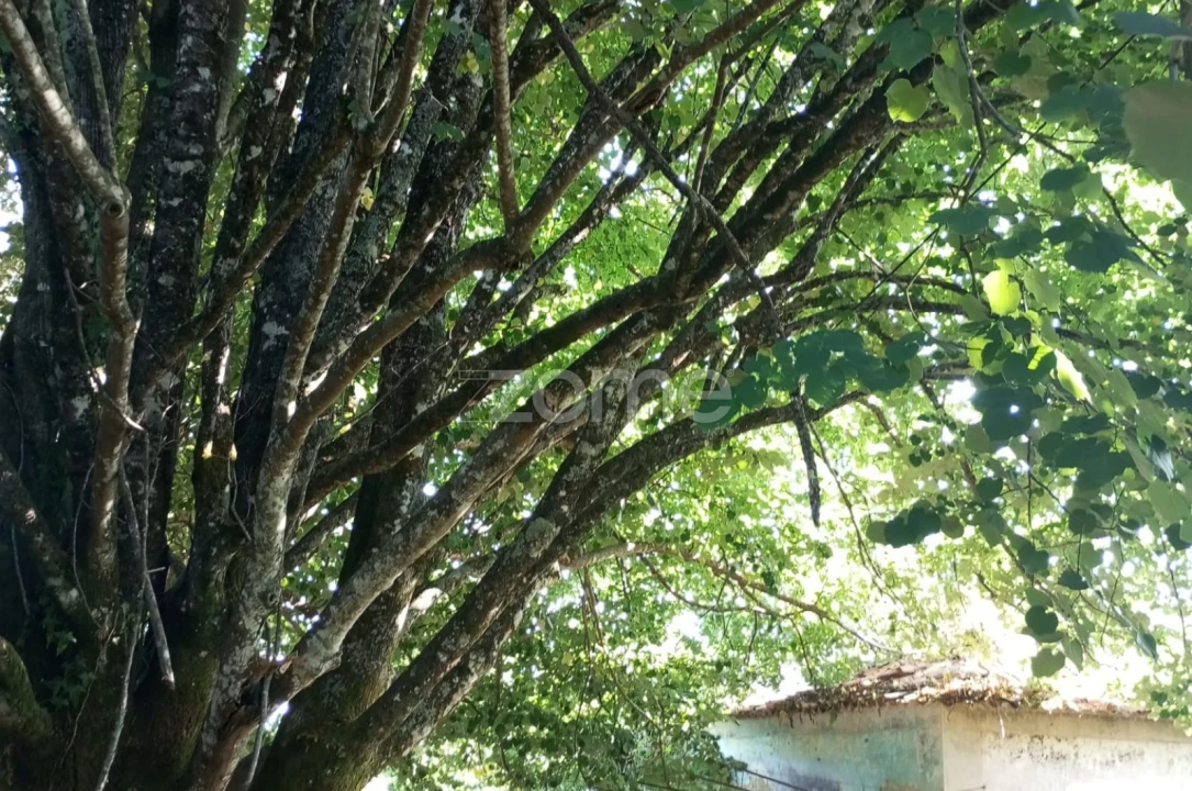 Quinta T7 para Venda em Figueiró dos Vinhos e Bairradas Foto 13