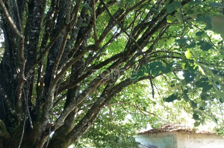 Quinta T7 para Venda em Figueiró dos Vinhos e Bairradas Foto 13