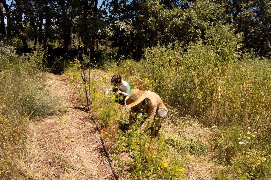 Quinta T1 para Venda em Santa Maria da Devesa Foto 8