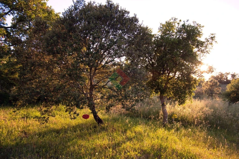 Quinta T1 para Venda em Santa Maria da Devesa Foto 4