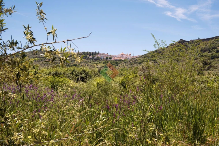Quinta T1 para Venda em Santa Maria da Devesa Foto 9
