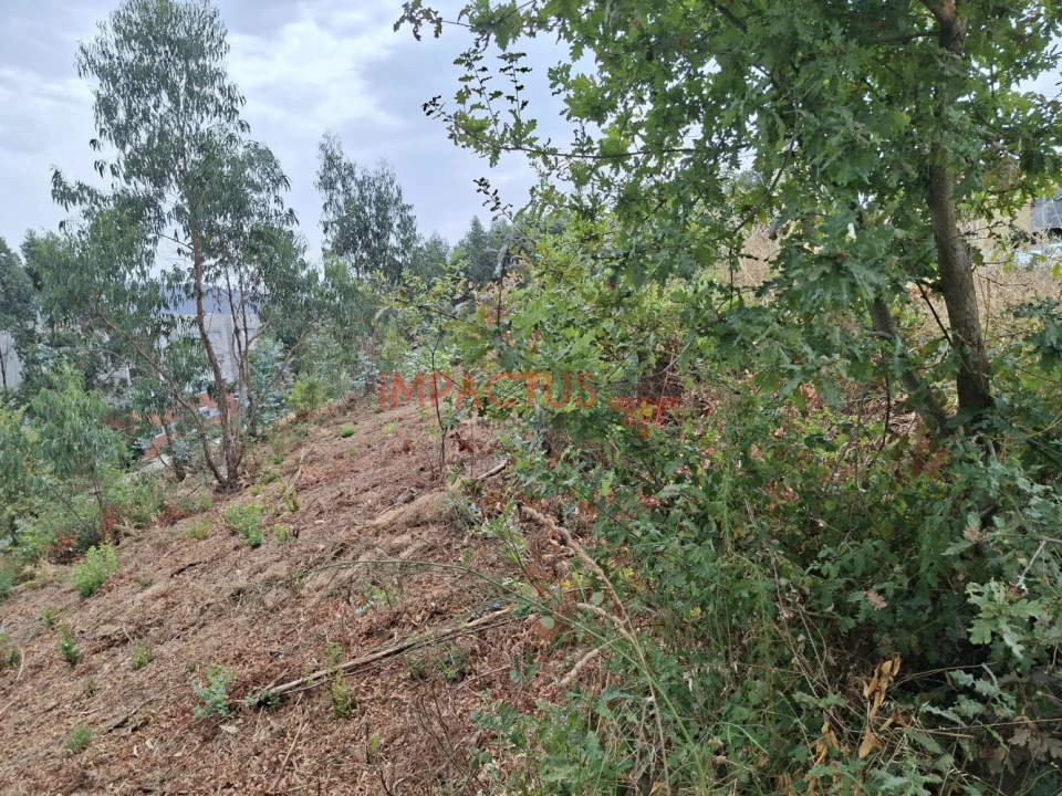 Terreno para Venda em Campo e Sobrado Foto 11