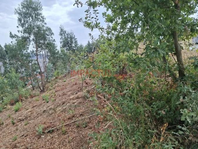 Terreno para Venda em Campo e Sobrado Foto 11