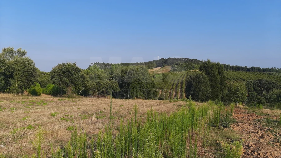 Terreno para Venda em Peral Foto 6