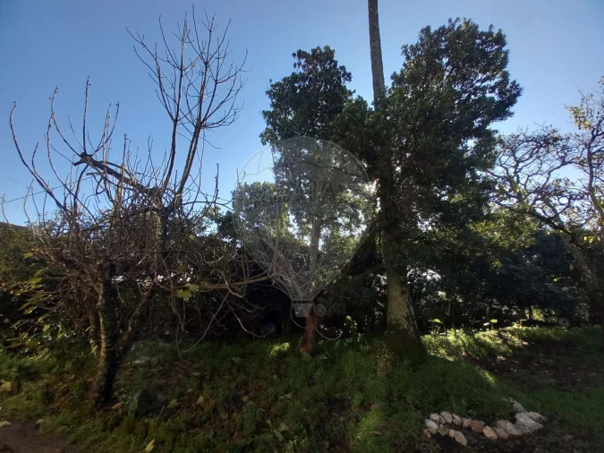 Quinta T7 para Venda em Povolide Foto 33