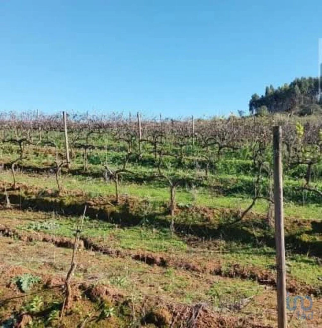 Terreno para Venda em Turcifal Foto 8