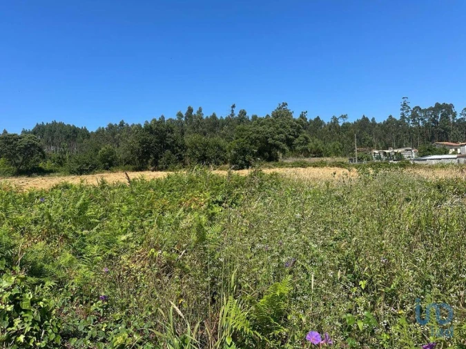 Terreno para Venda em Glória e Vera Cruz Foto 4
