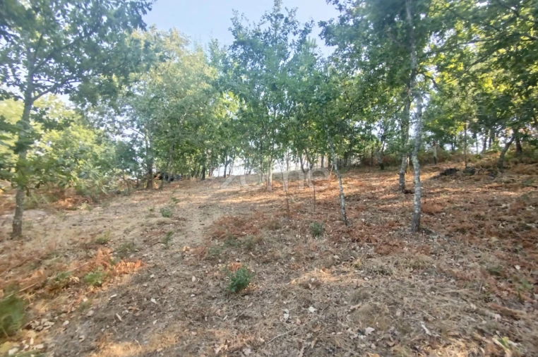 Terreno para Venda em Santiago de Cassurrães e Póvoa de Cervães Foto 24