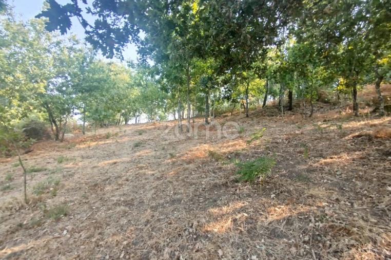 Terreno para Venda em Santiago de Cassurrães e Póvoa de Cervães Foto 25