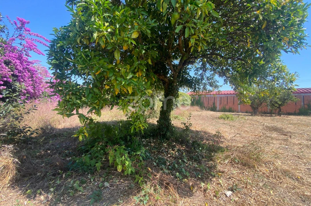 Terreno para Venda em Sepins e Bolho Foto 54