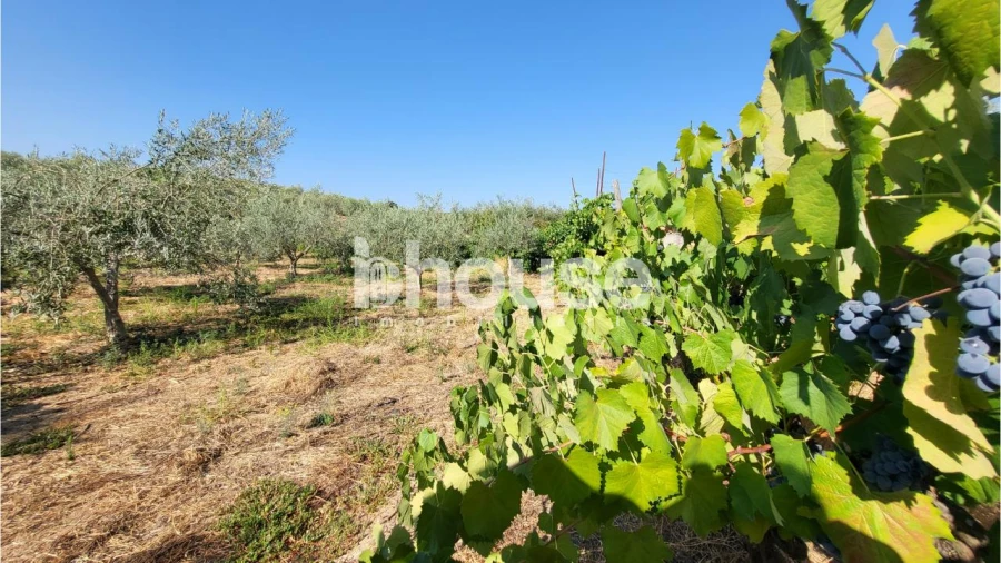 Terreno para Venda em Agua Reves e Crasto Foto 10
