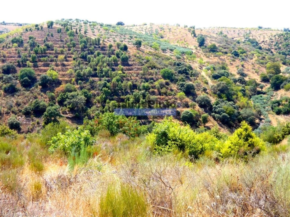 Terreno Agricola ou Rústico para Venda em Alfandega da Fe Foto 4